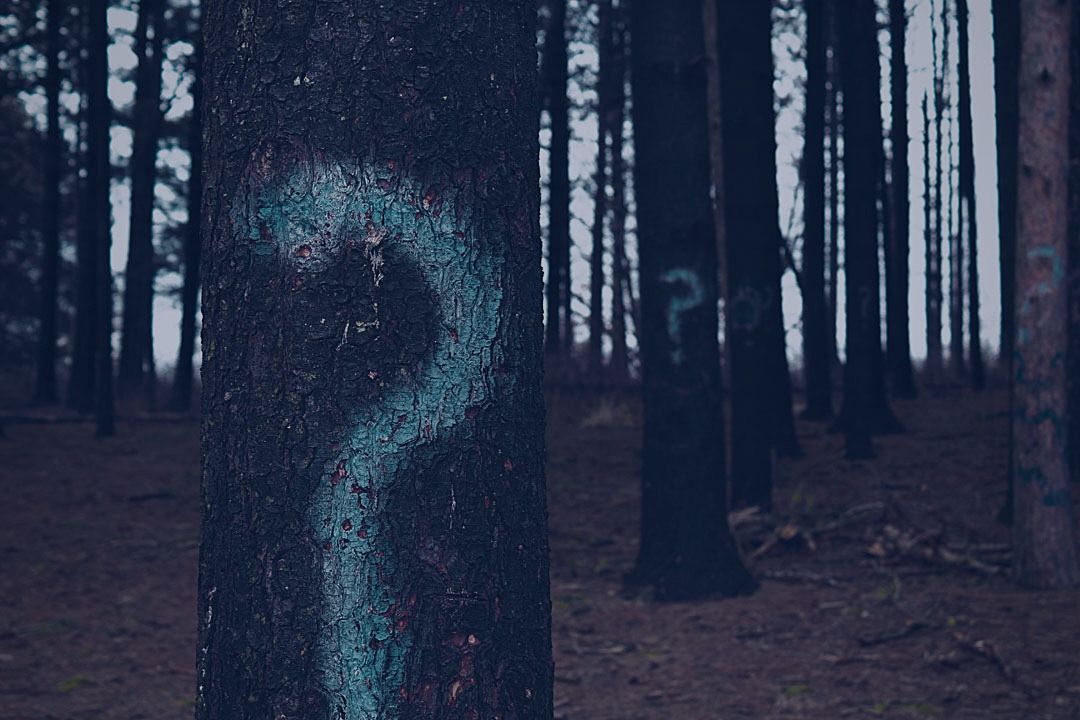 Forest of trees with question marks painted on