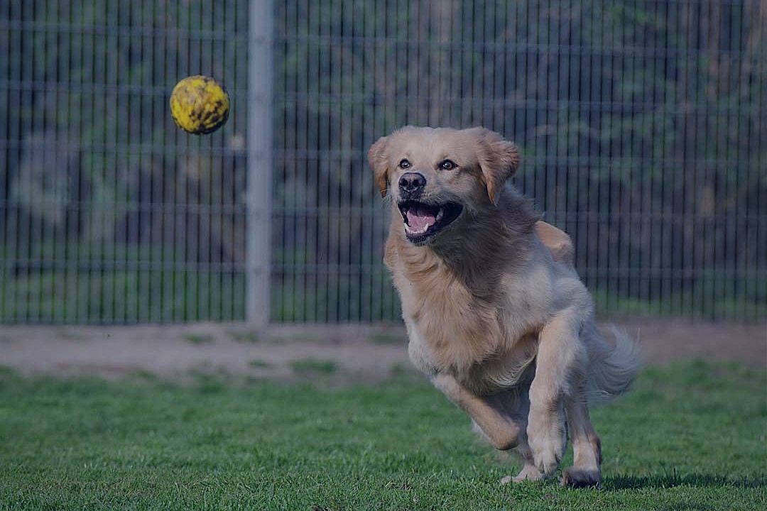 Retriever running to fetch ball