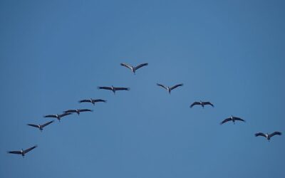 Migrating from QuickBooks to Acumatica: A Step-by-Step Guide