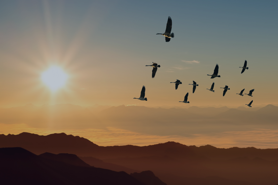 Migrating birds flying across the sky at sunset